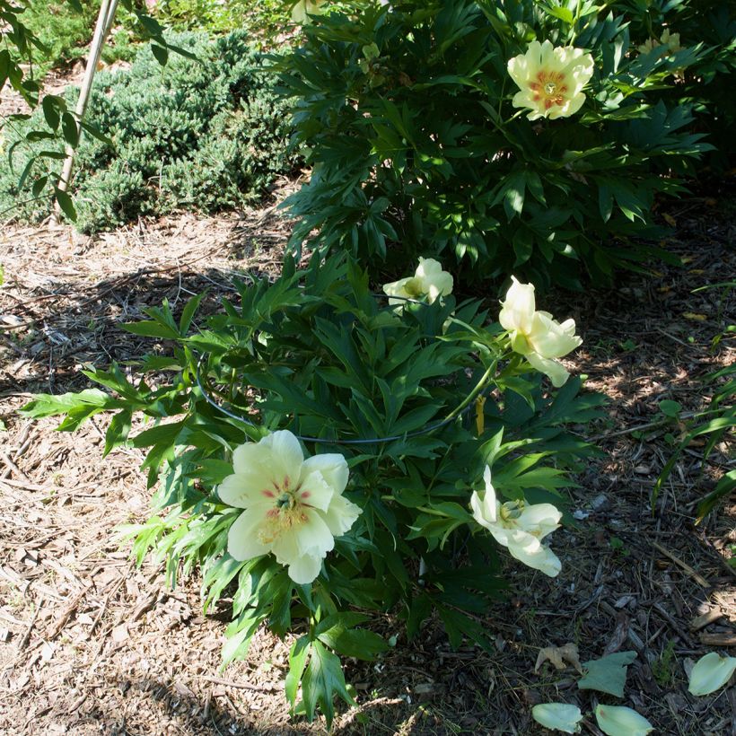 Paeonia Itoh Viking Full Moon (Plant habit)