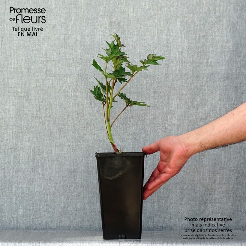 Paeonia Itoh Viking Full Moon Bare root 3-5 eyes sample as delivered in spring