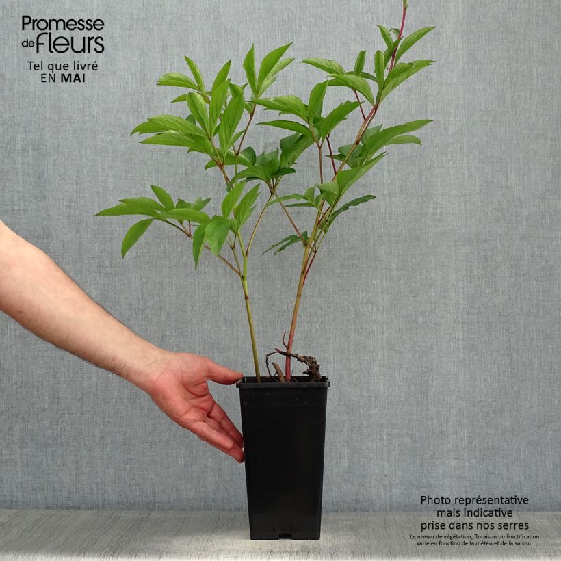 Paeonia x lactiflora Albert Crousse Bare root 3-5 eyes sample as delivered in spring