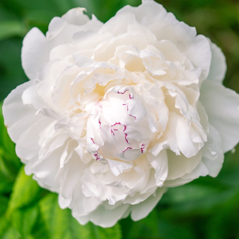 Paeonia lactiflora Avalanche (Flowering)