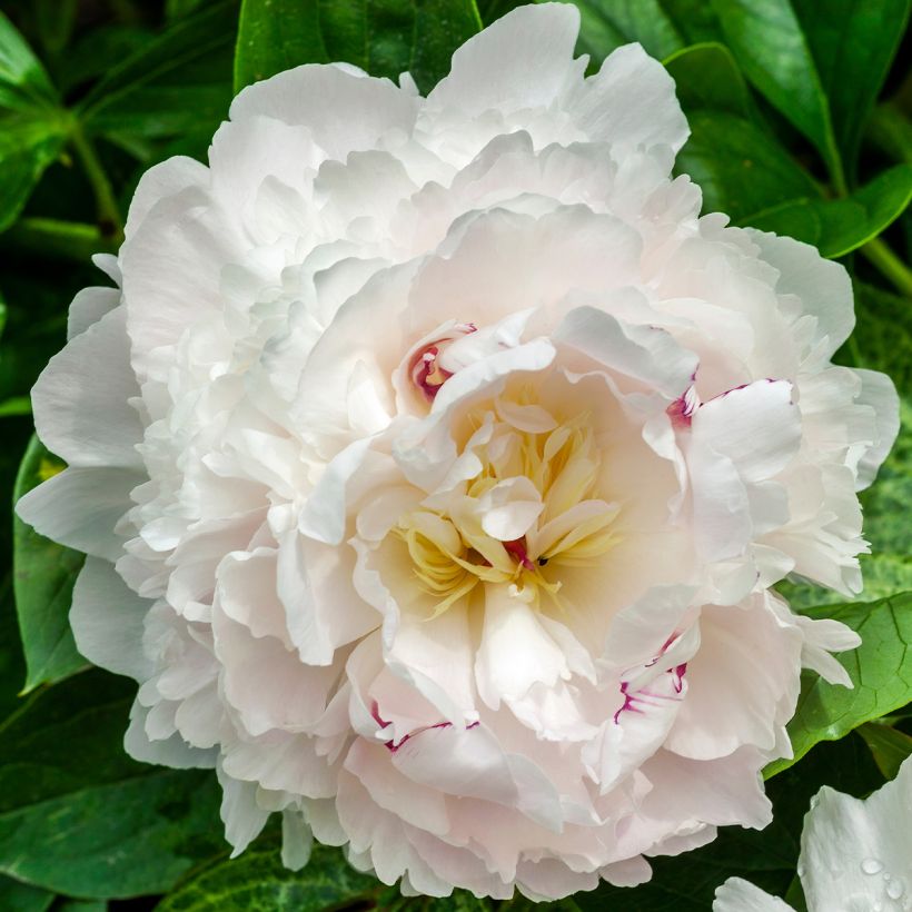 Paeonia lactiflora Boule de Neige (Flowering)