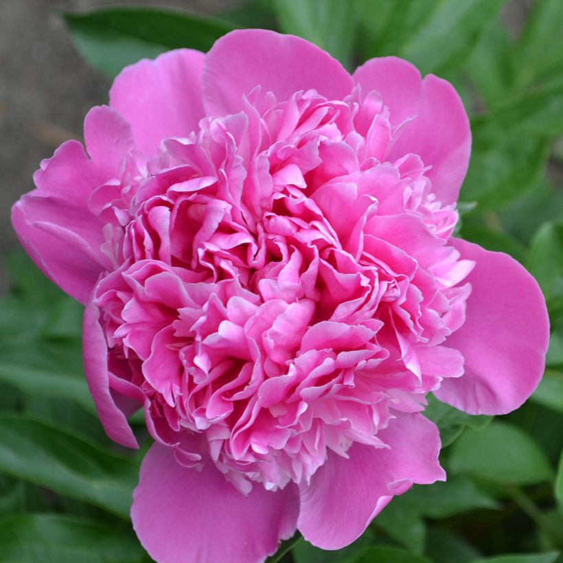 Paeonia lactiflora Bouquet Perfect (Flowering)