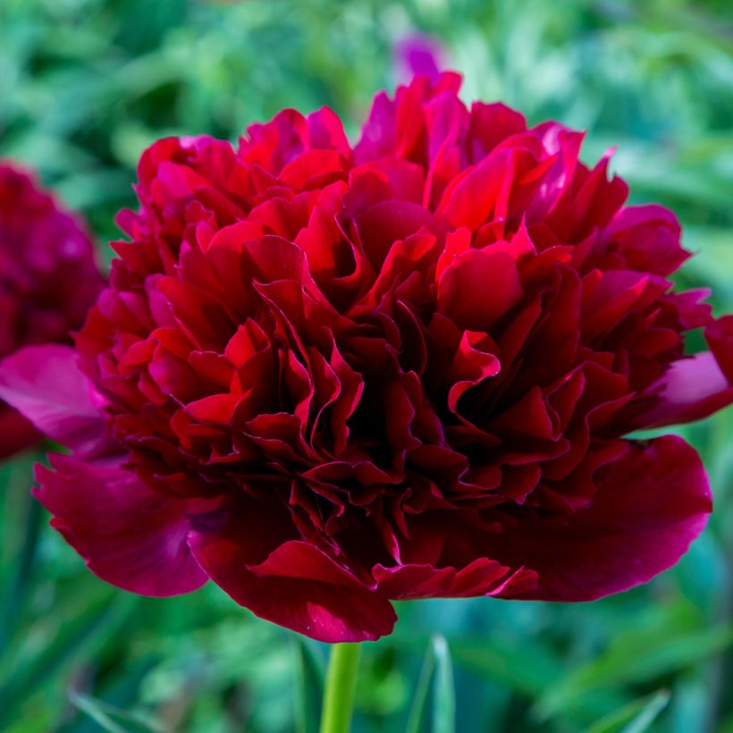 Paeonia lactiflora Command Performance (Flowering)