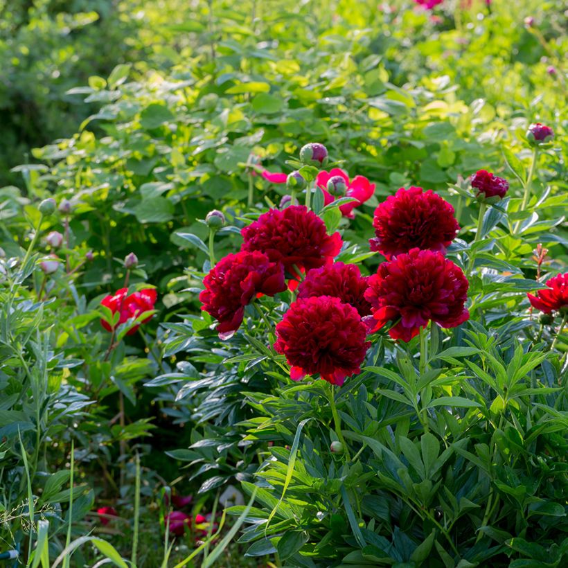 Paeonia lactiflora Command Performance (Plant habit)