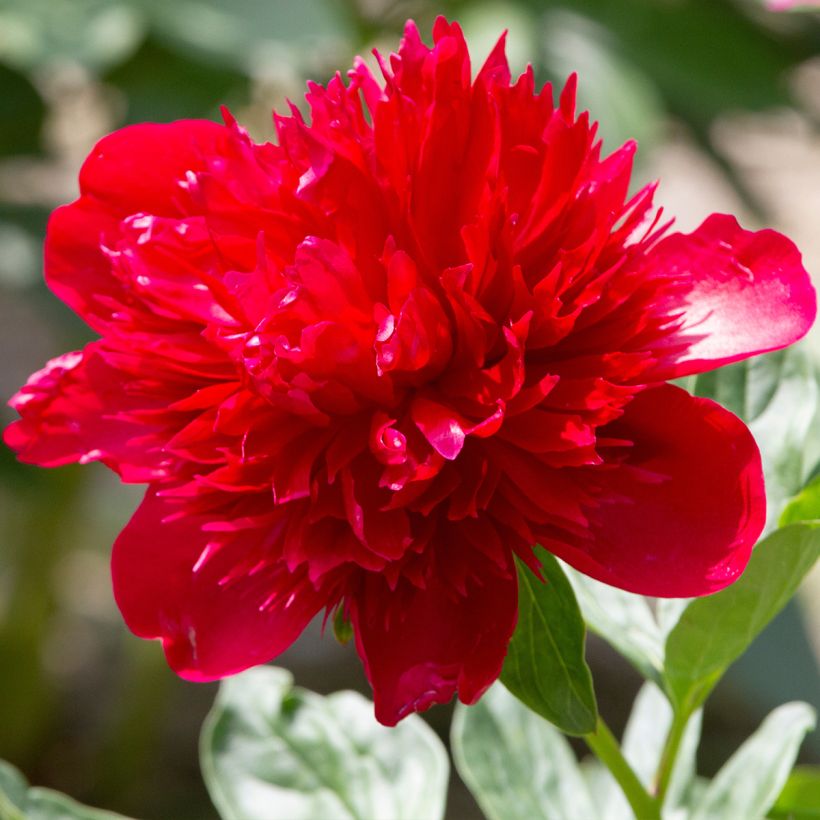 Paeonia lactiflora Diana Parks (Flowering)