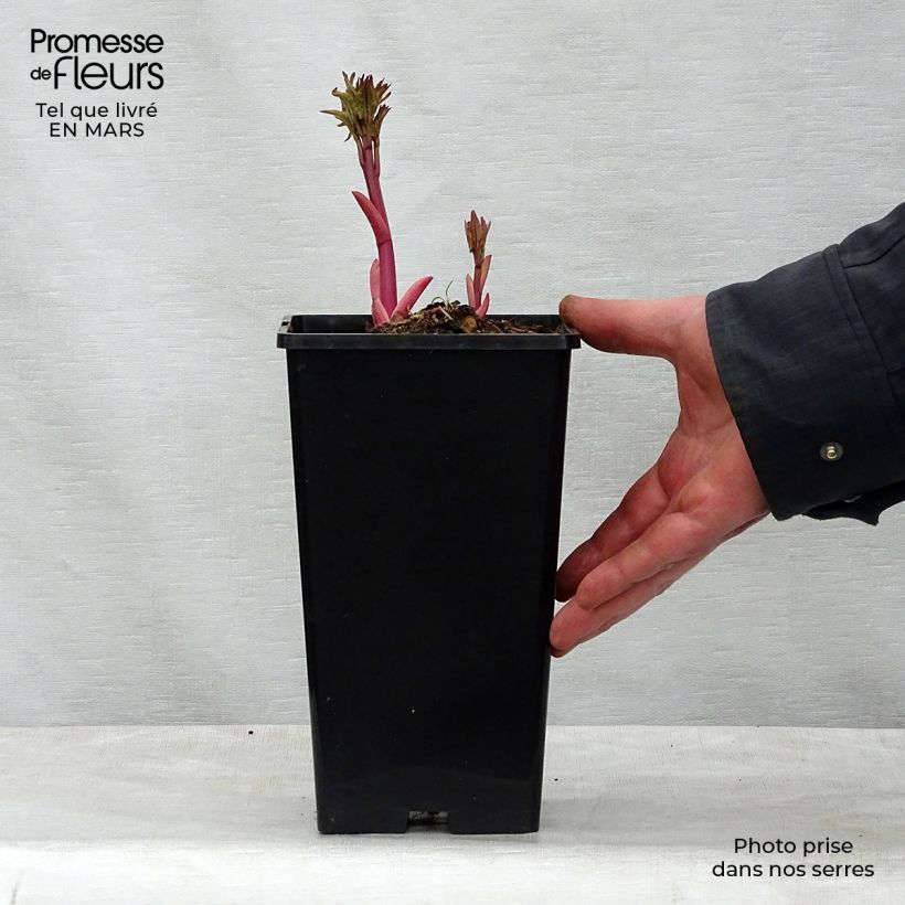 Paeonia lactiflora Do Tell Bare root 3-5 eyes sample as delivered in spring