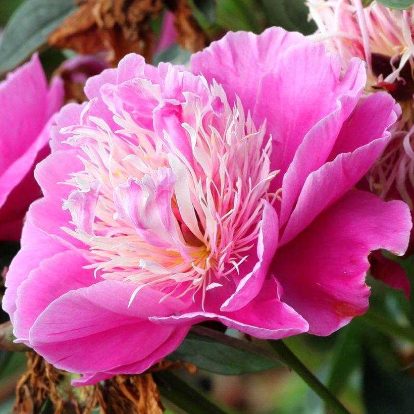 Paeonia lactiflora Fantastic (Flowering)