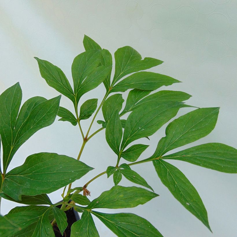 Paeonia lactiflora Festiva Maxima (Foliage)