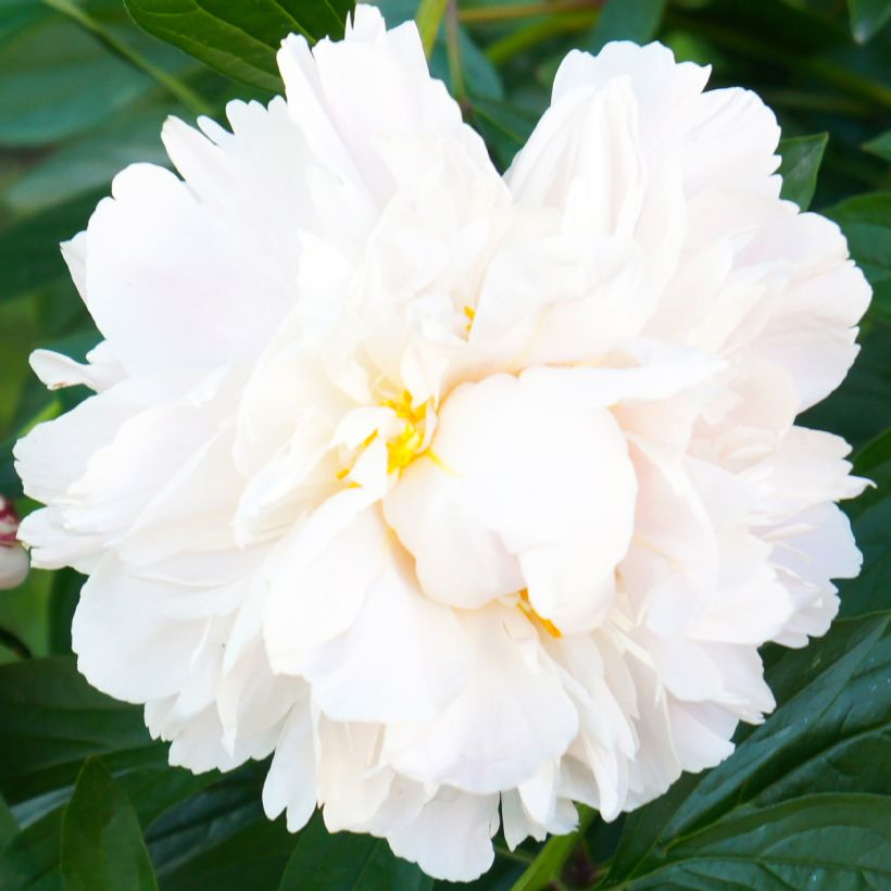 Paeonia lactiflora Gardenia (Flowering)