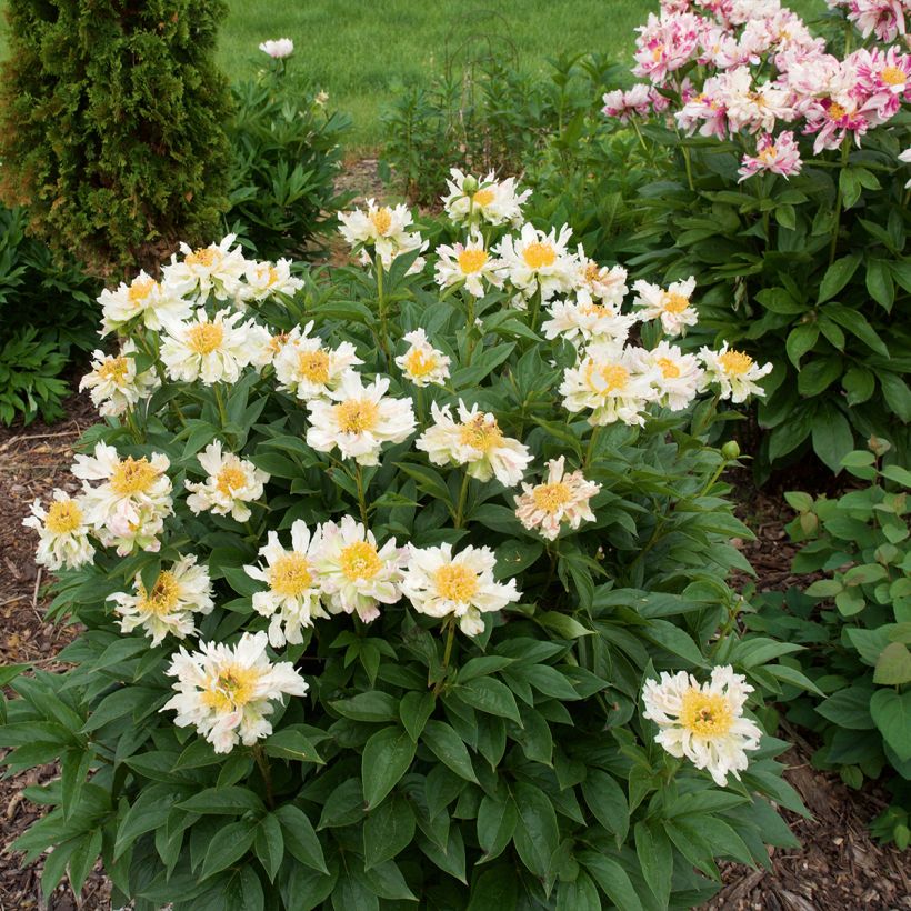 Paeonia lactiflora Green Lotus (Plant habit)