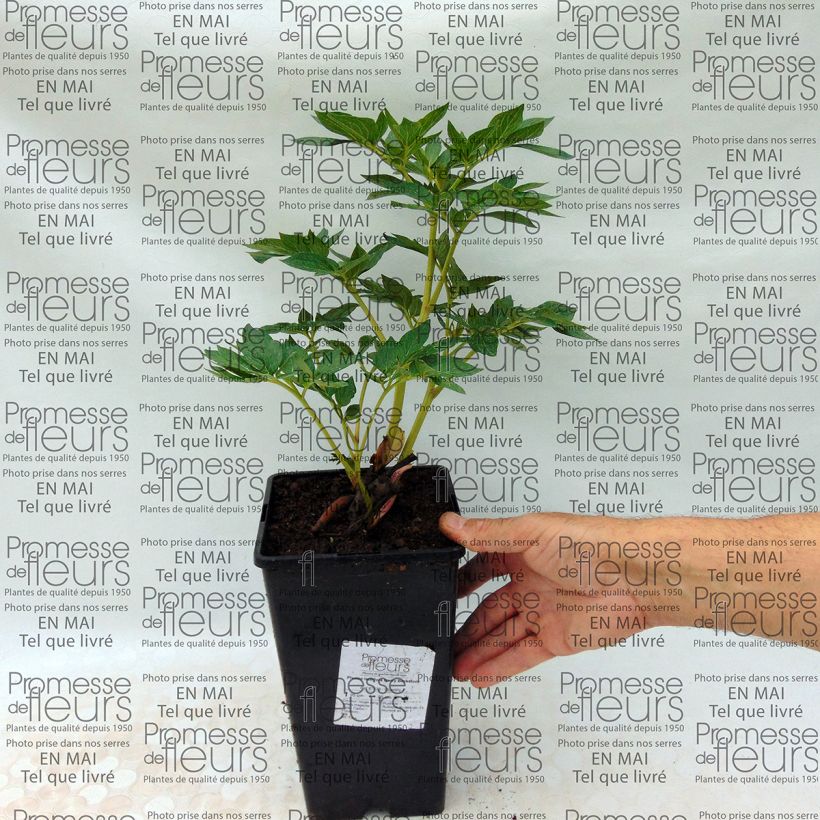 Example of Paeonia lactiflora Bockstoce specimen as delivered