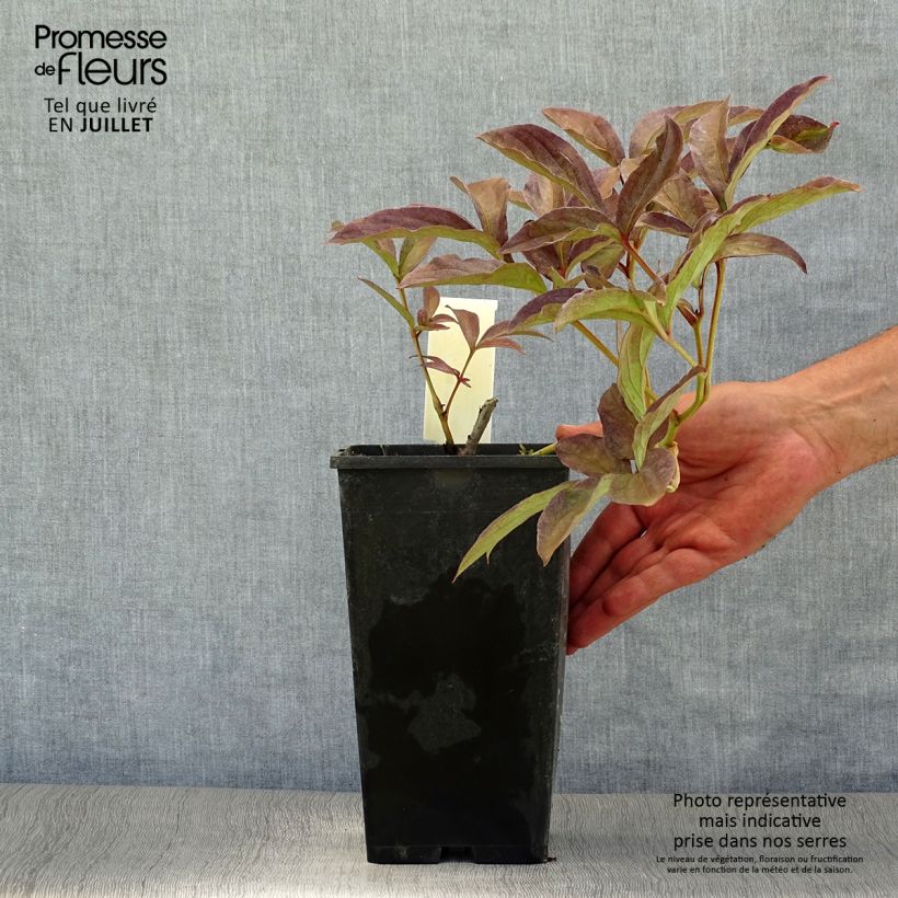 Paeonia lactiflora Inspecteur Lavergne Bare root 3-5 eyes sample as delivered in summer
