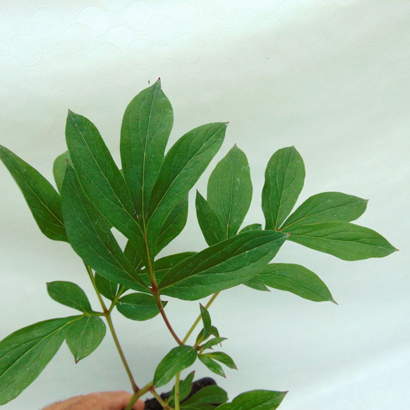 Paeonia lactiflora Kansas (Foliage)