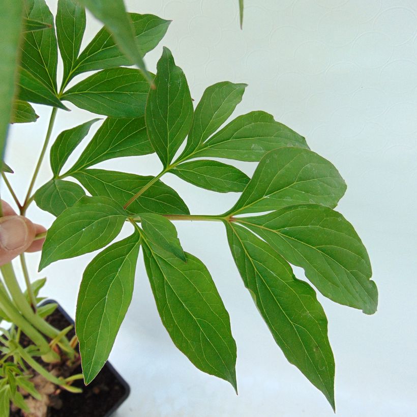 Paeonia lactiflora Catharina Fontijn  (Foliage)