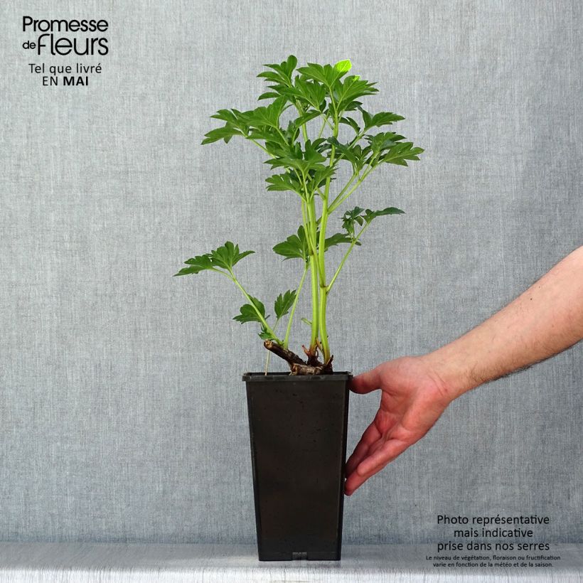 Paeonia lactiflora King's Day Bare root 3-5 eyes sample as delivered in spring