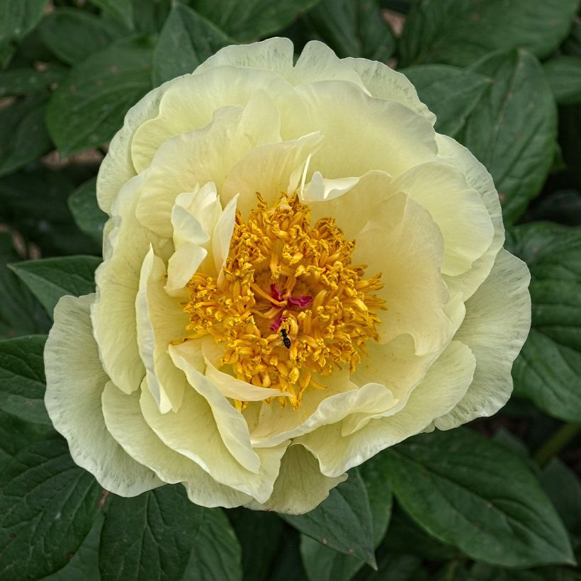 Paeonia lactiflora Lemon Chiffon (Flowering)