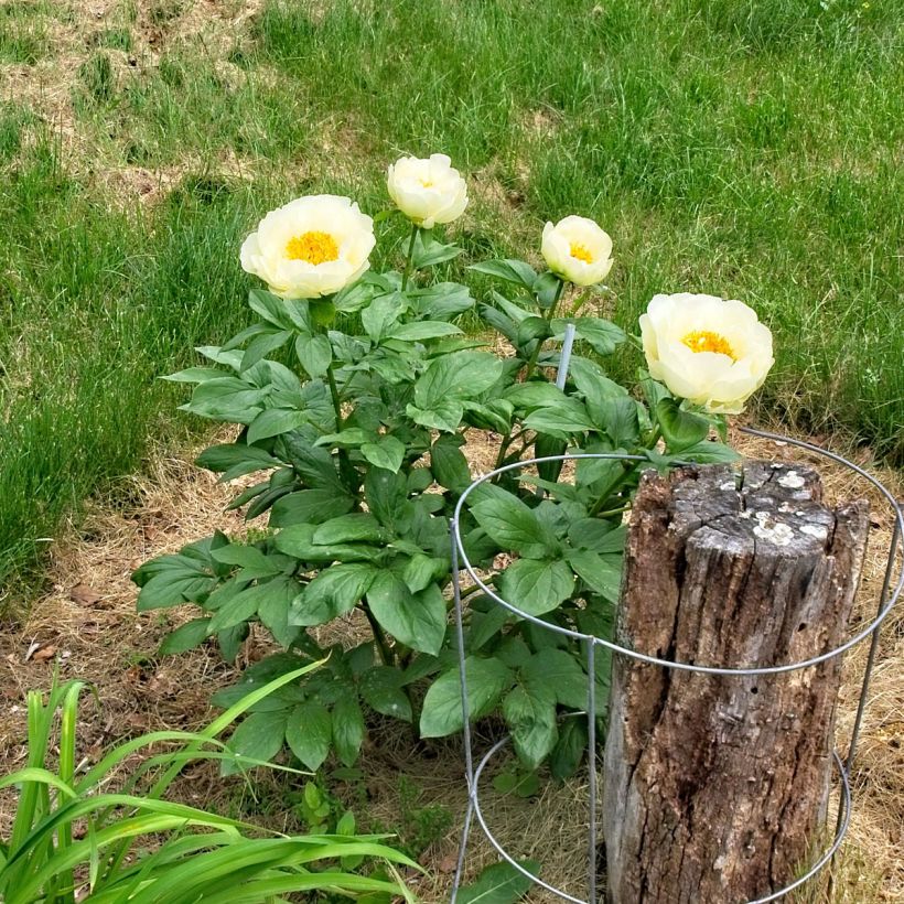 Paeonia lactiflora Lemon Chiffon (Plant habit)