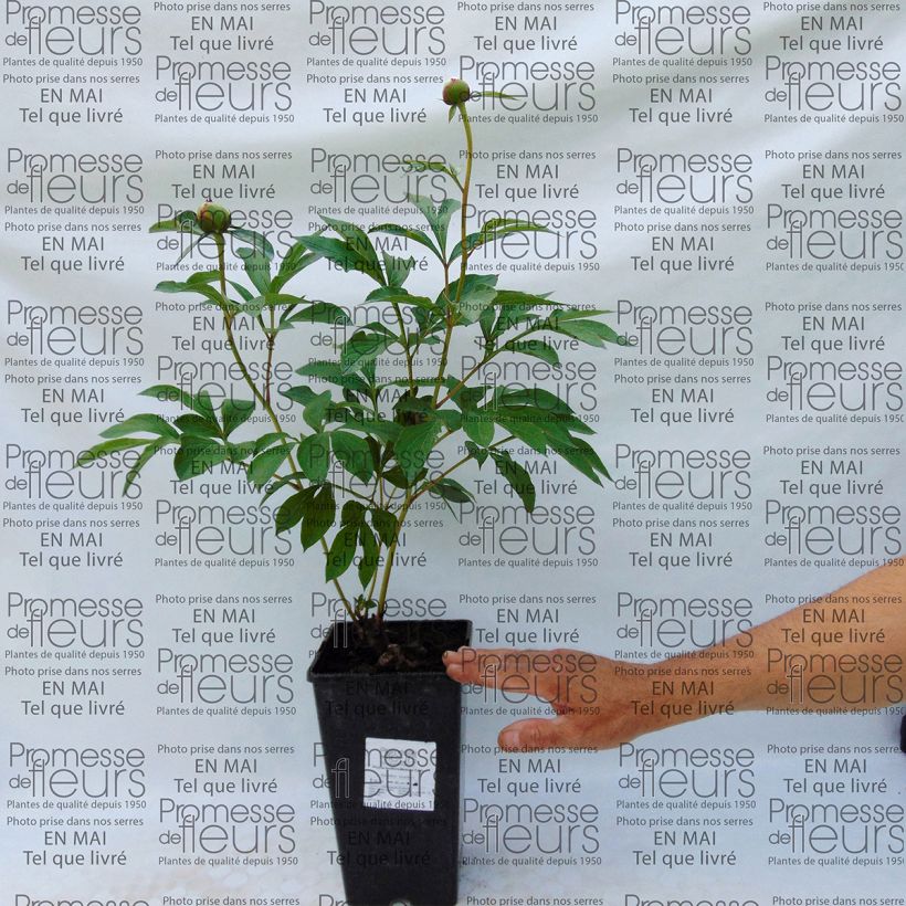 Example of Paeonia lactiflora Madame Calot specimen as delivered