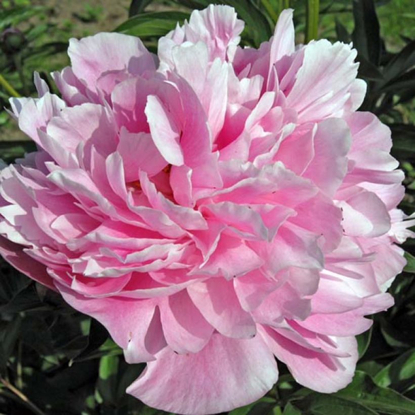 Paeonia lactiflora Miss Eckhardt (Flowering)