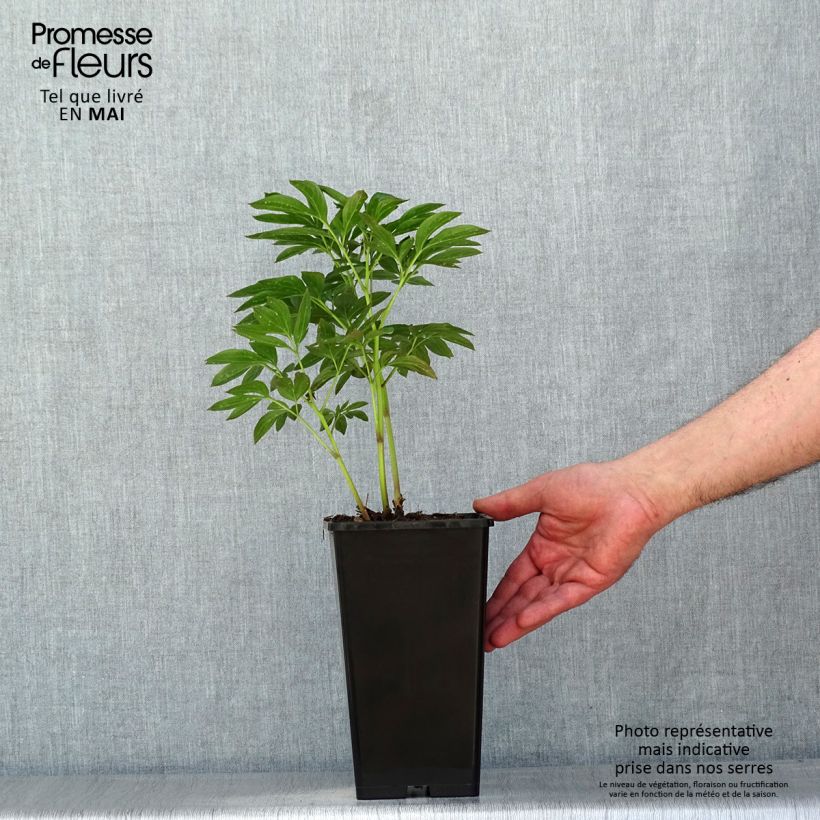 Paeonia lactiflora Miss Eckhardt Bare root 3-5 eyes sample as delivered in spring