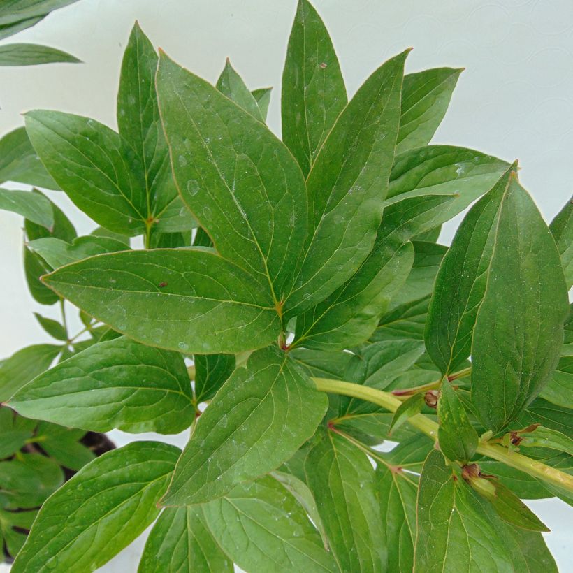 Paeonia lactiflora Mother's Choice (Foliage)