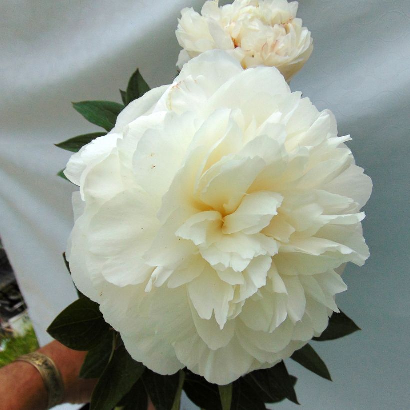 Paeonia lactiflora Mother's Choice (Flowering)