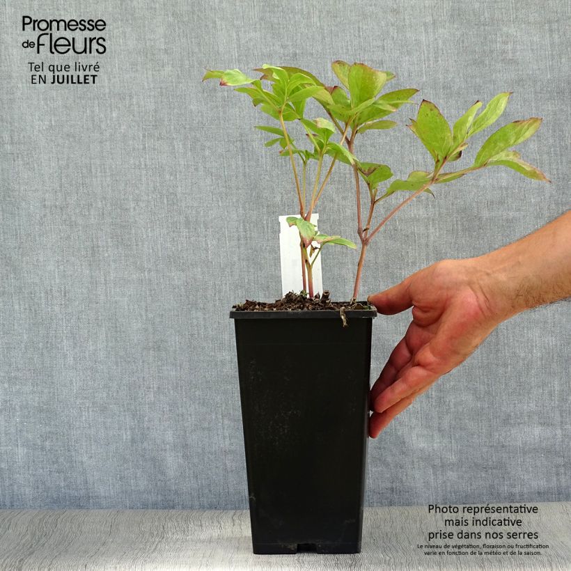 Paeonia lactiflora Nippon Beauty - Garden Peony Bare root 3-5 eyes sample as delivered in summer