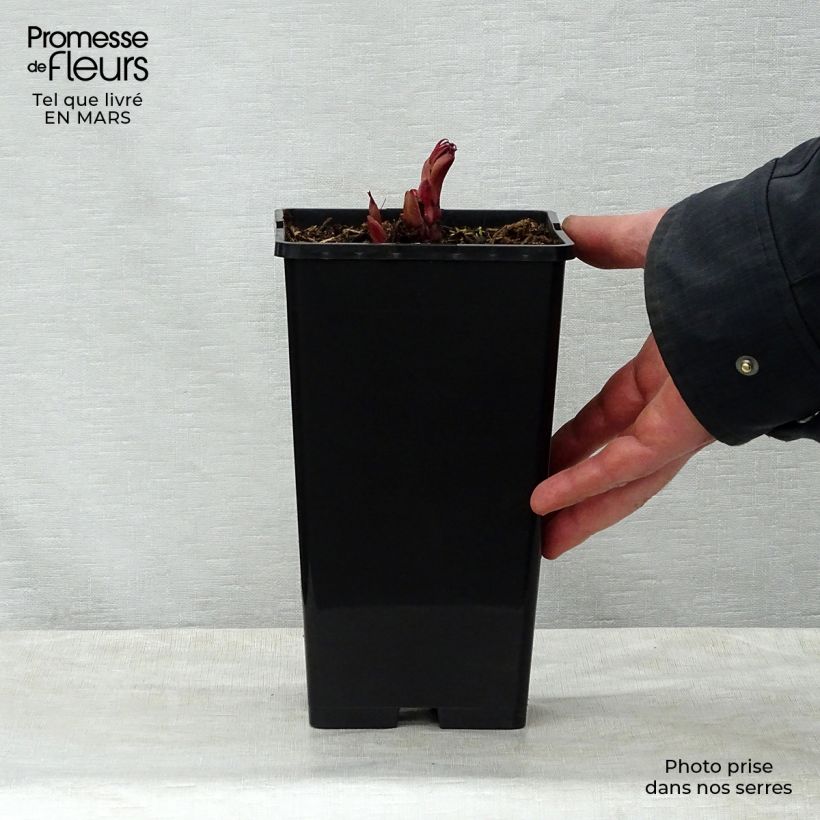 Paeonia lactiflora Peter Brand Bare root 3-5 eyes sample as delivered in spring