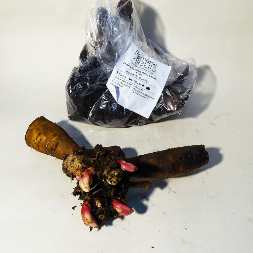 Paeonia lactiflora Pink Hawaiian Coral Bare root 3-5 eyes sample as delivered in summer