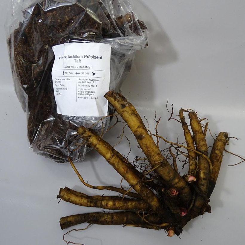 Example of Paeonia lactiflora President Taft specimen as delivered