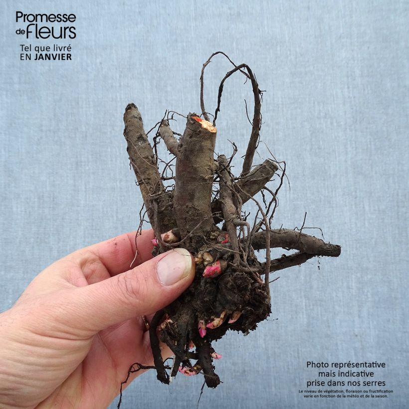 Paeonia lactiflora Red Charm Bare root 3-5 eyes sample as delivered in summer