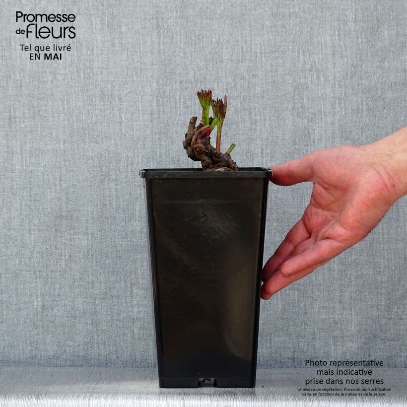 Paeonia lactiflora Reine Hortense (= President Taft) Bare root 3-5 eyes sample as delivered in spring