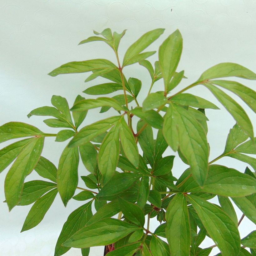 Paeonia lactiflora Sarah Bernhardt (Foliage)