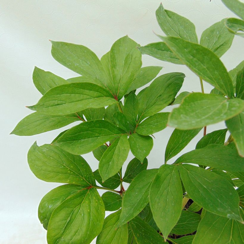 Paeonia lactiflora Shirley Temple (Foliage)