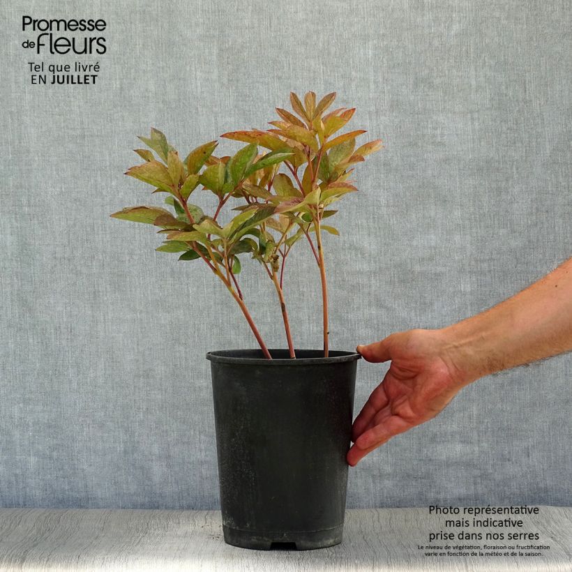 Paeonia lactiflora Solange Bare root 3-5 eyes sample as delivered in summer