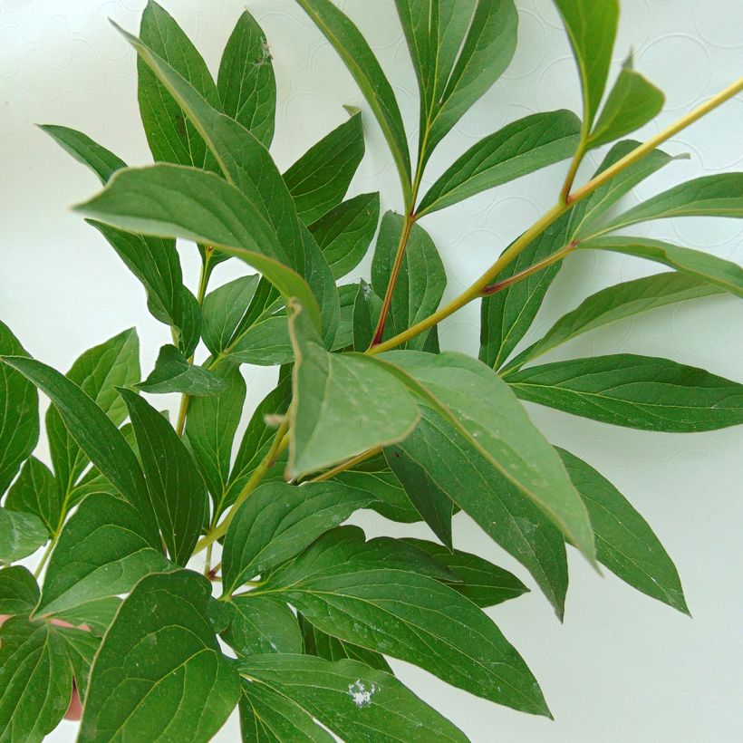 Paeonia lactiflora Sorbet (Foliage)