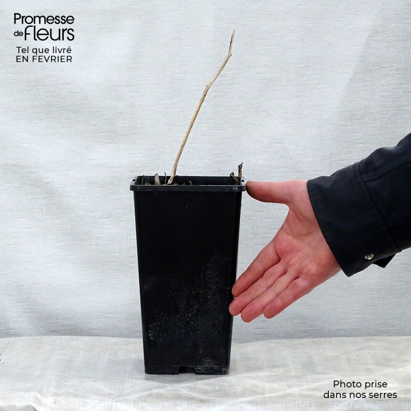 Paeonia lactiflora Sorbet Bare root 3-5 eyes sample as delivered in winter