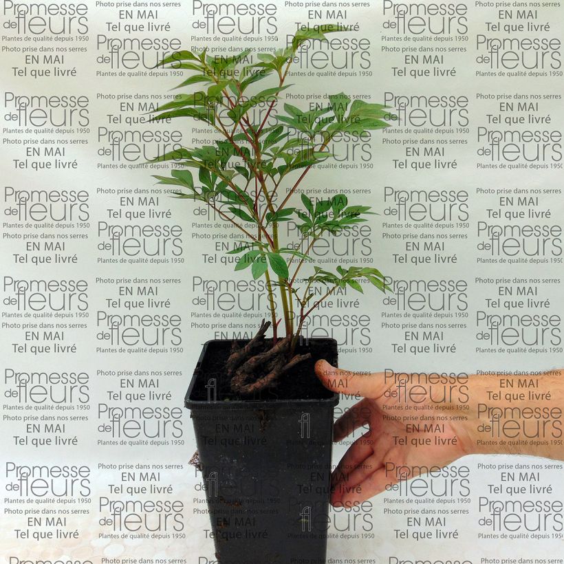 Example of Paeonia lactiflora Victoire de la Marne specimen as delivered