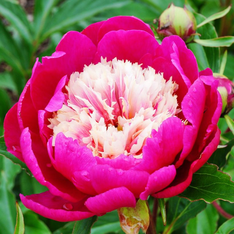 Paeonia lactiflora White Cap - Garden Peony (Flowering)