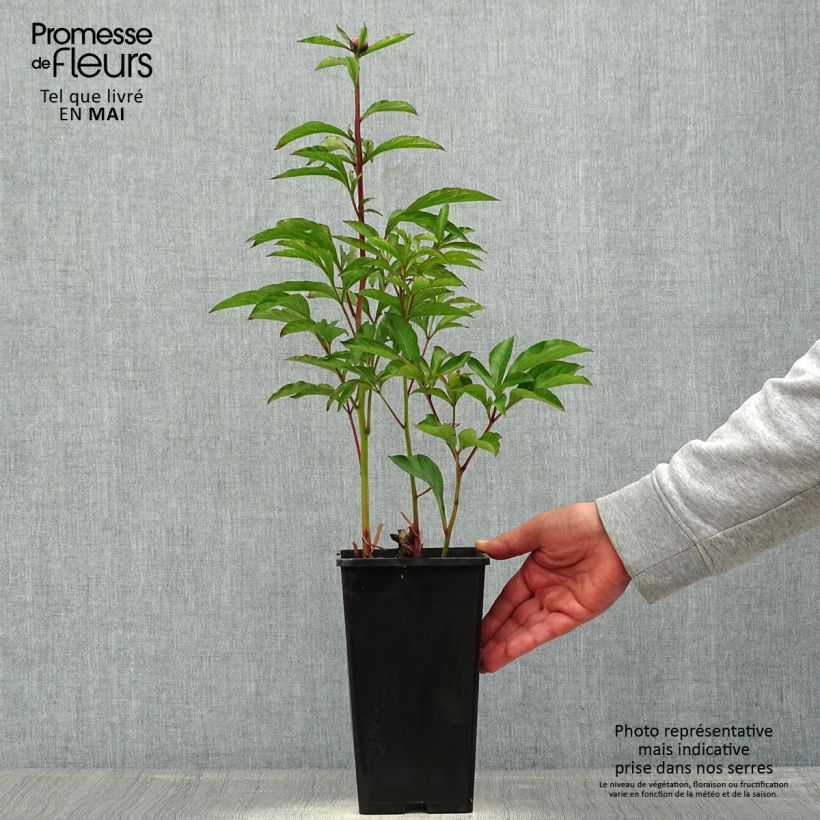 Paeonia lactiflora White Wings - Garden Peony Bare root 3-5 eyes sample as delivered in spring