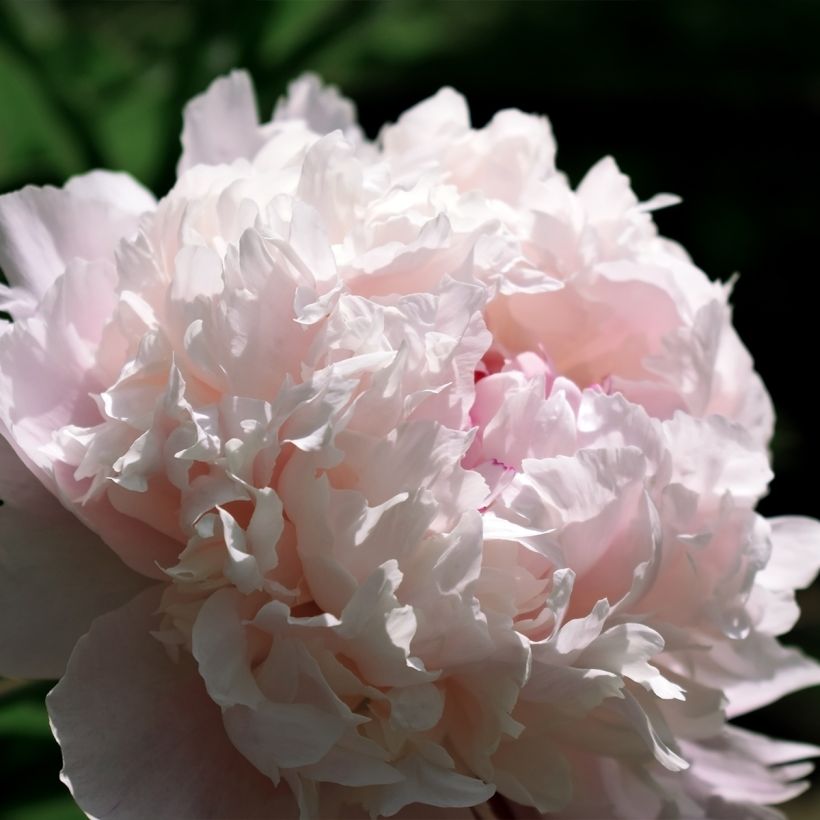 Paeonia lactiflora Chiffon Parfait (Flowering)