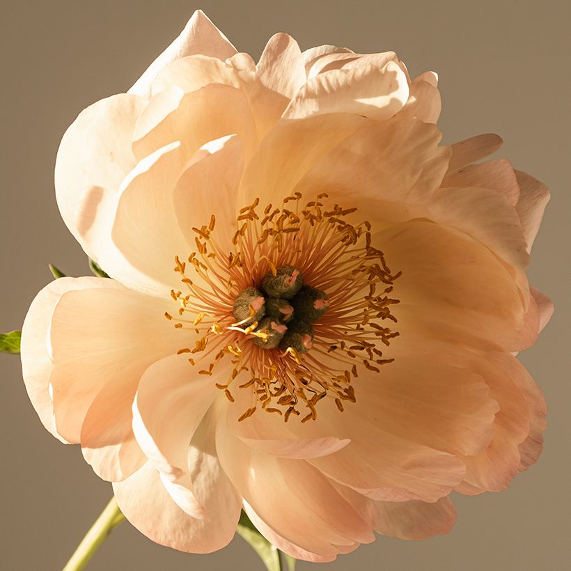 Paeonia lactiflora King's Day (Flowering)