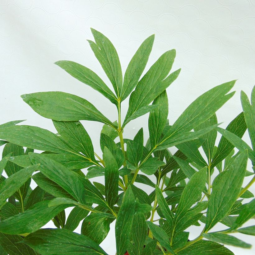 Paeonia officinalis Rosea Plena (Foliage)