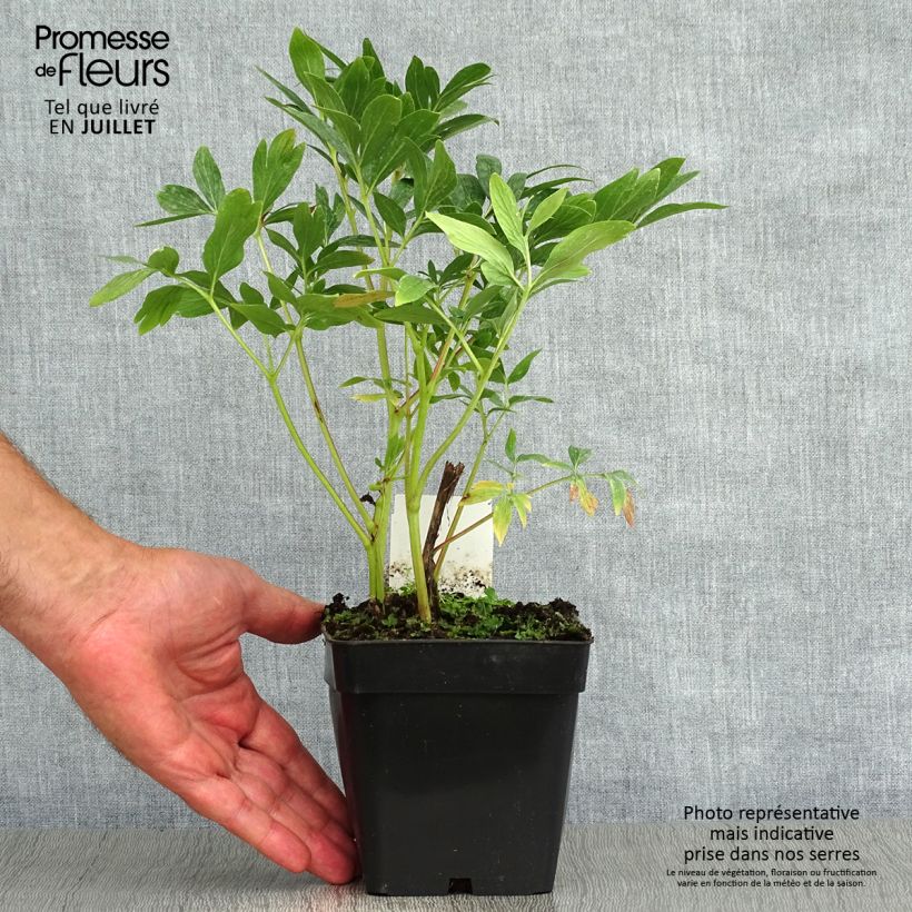 Paeonia officinalis Rosea Plena 12cm pot sample as delivered in summer