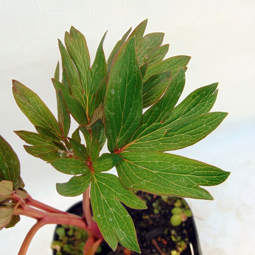 Paeonia officinalis Rubra Plena (Foliage)