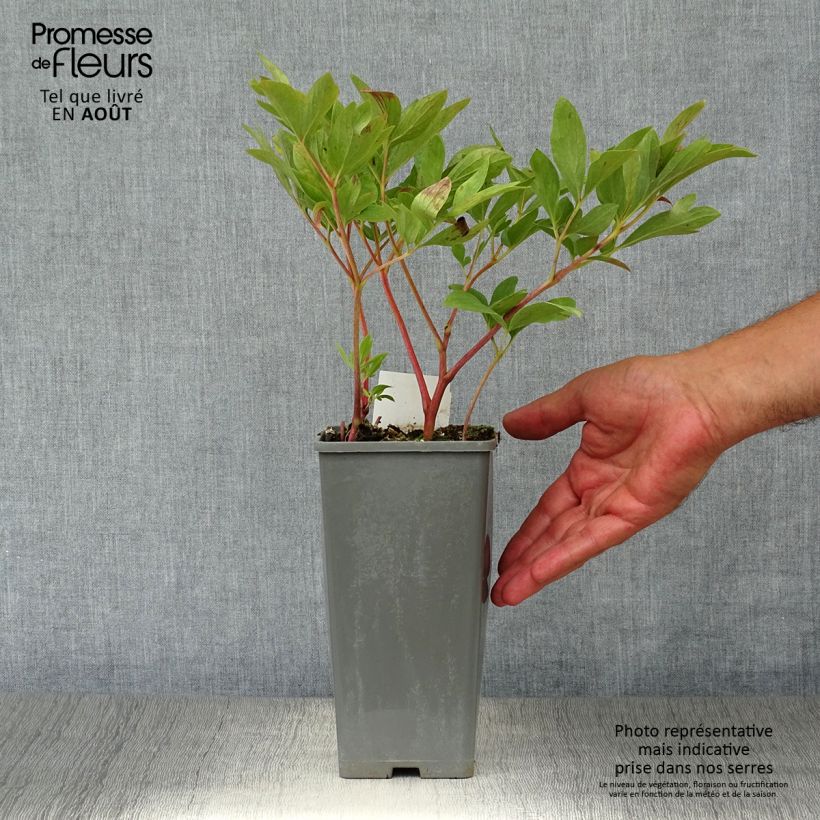 Paeonia officinalis Rubra Plena 12cm pot sample as delivered in summer