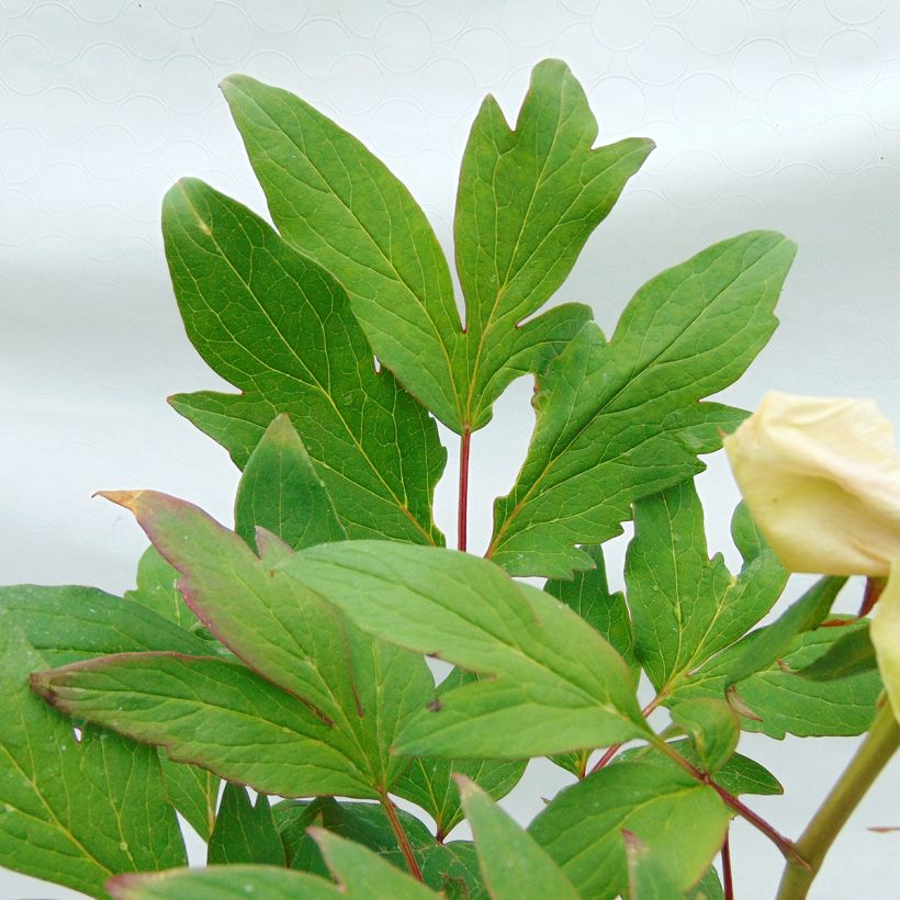 Paeonia suffruticosa Pink - Tree Peony (Foliage)