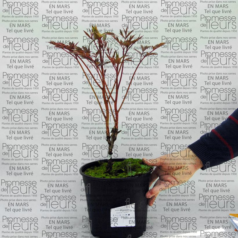 Example of Paeonia suffruticosa White - Tree Peony specimen as delivered
