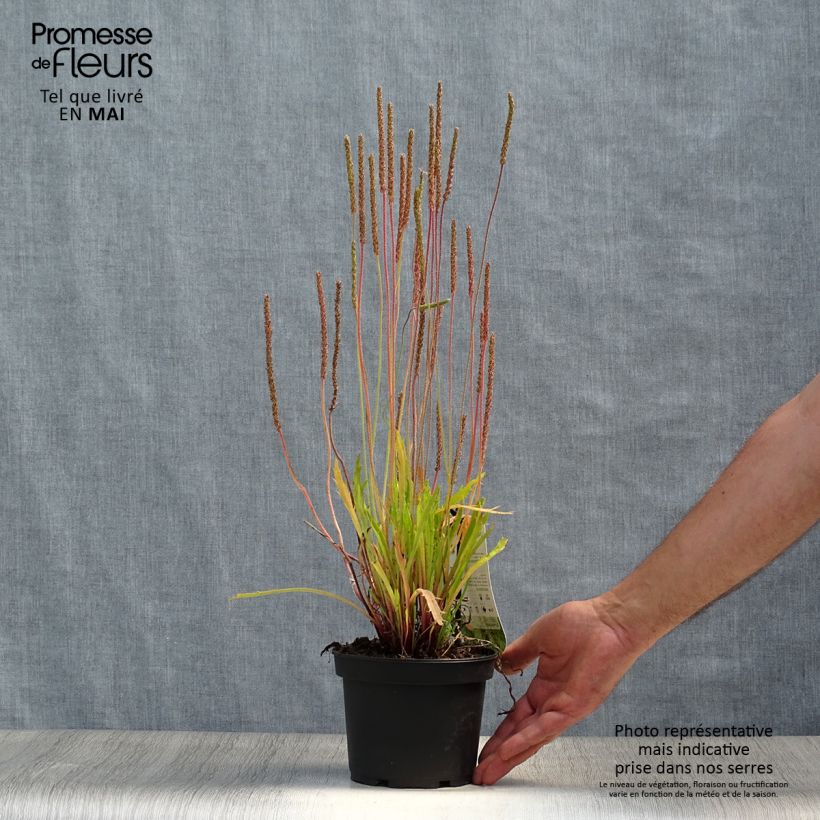 Plantago coronopus 1.5L/2L pot sample as delivered in spring