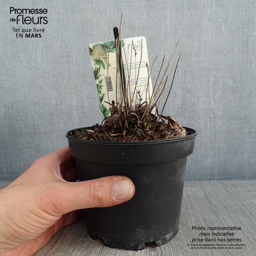 Plantago major Atropurpurea 1.5L/2L pot sample as delivered in winter